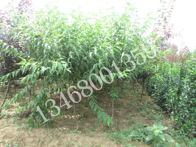 廠家直銷(xiāo)菊花碧桃圖片|廠家直銷(xiāo)菊花碧桃產(chǎn)品圖片由泰安市新葉苗木供銷(xiāo)合作社公司生產(chǎn)提供-