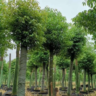 10-30公分香樟樹(shù)基地批發(fā)價(jià)格 胸徑30公分大葉香樟 優(yōu)質(zhì)香樟樹(shù) 紅成苗木