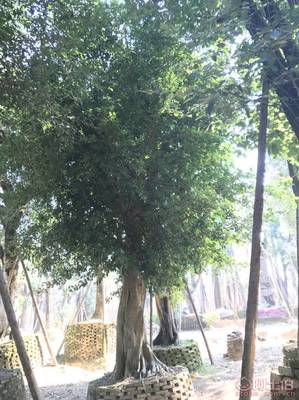 【小葉榕苗木直轄、品質(zhì)保證、最新報價】綠化苗木,價格,廠家,供應(yīng)商,花木,龍海市東泗興輝園藝場 - 產(chǎn)品庫