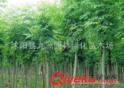 批發華山松,羅漢松,雪松,規格全,貨源足。-沭陽縣九洲園林綠化苗木場提供批發華山松,羅漢松,雪松,規格全,貨源足。的相關介紹、產品、服務、圖片、價格沭陽縣九洲園林綠化苗木場、花卉苗木;苗木種子;景觀木屋