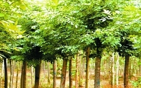 供應綠化苗木價格_供應綠化苗木廠家_世界工廠網(wǎng)產品信息庫