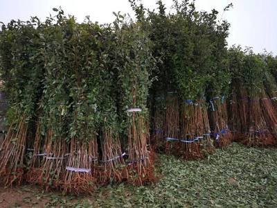 山東育苗基地遭竊，新疆杏李品種“恐龍蛋”市場熱度再引關(guān)注