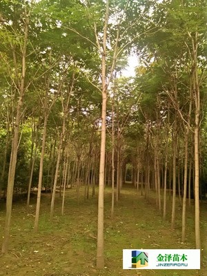 千頭椿苗木的南北種植熱土 遼寧、山西、山東及河北保定博野金澤基地