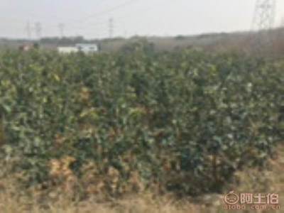 龍海市東泗興輝園藝場 優(yōu)質(zhì)香泡柚子苗木，量大價(jià)優(yōu)，綠化佳選
