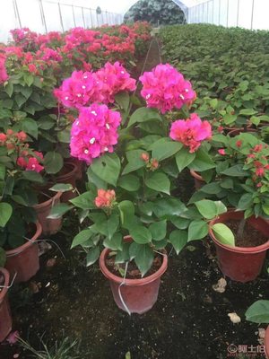 龍海市東泗興輝園藝場 專業(yè)三角梅種植基地，品質(zhì)苗木常年供應(yīng)