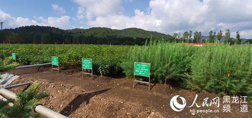 黑龍江省林草局召開現(xiàn)場推進(jìn)會(huì) 以花卉種植為支點(diǎn)，撬動(dòng)產(chǎn)業(yè)興、職工富、生態(tài)美的新型林場建設(shè)