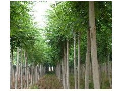 優(yōu)質(zhì)平頭白蠟苗木供應(yīng) 10公分粗、2年冒、冠幅3米、樹干筆直