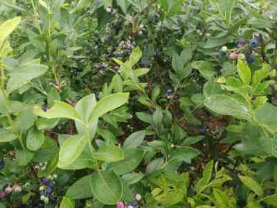南方藍莓苗種植基地