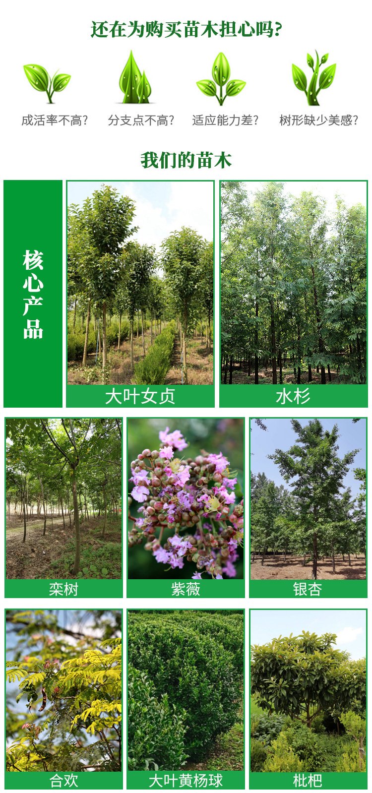 萬畝園林直供 5-12公分枇杷樹，優質苗木批發首選